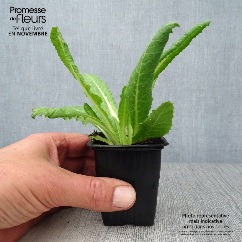 Ejemplar de Primula vialii Maceta de 7/8 cm entregado en otoño