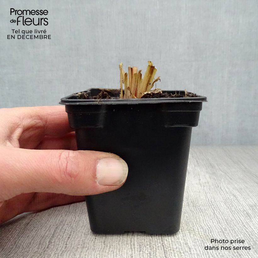 Primula vialii Maceta de 7/8 cm Ejemplar entregado en invierno