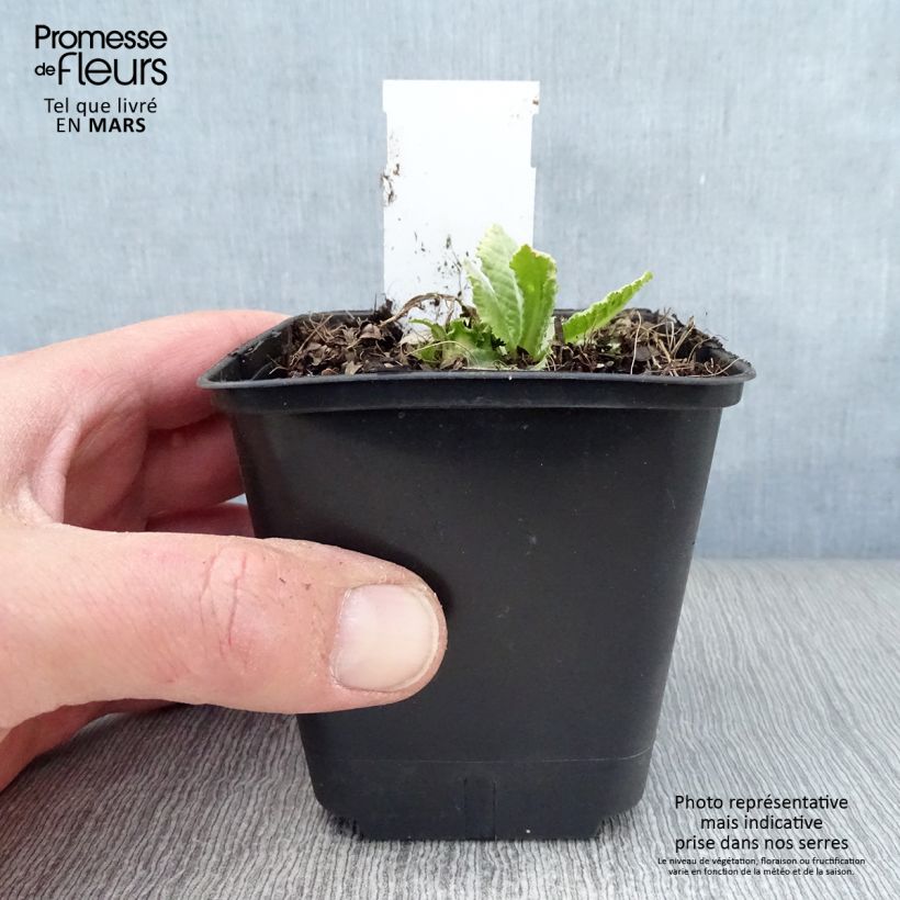 Primula denticulata Prom Lilac Maceta de 8/9 cm Ejemplar entregado en la primavera
