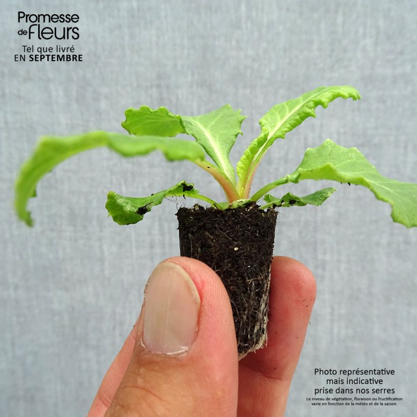 Ejemplar de Primula vulgaris Rosanna Mix F1 minicepellón: Ø 1,5/2,5 cm entregado en otoño