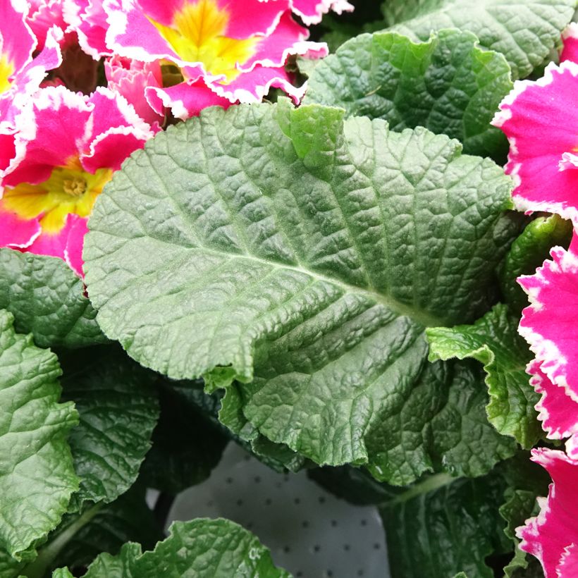 Primula vulgaris Sweetie (Follaje)