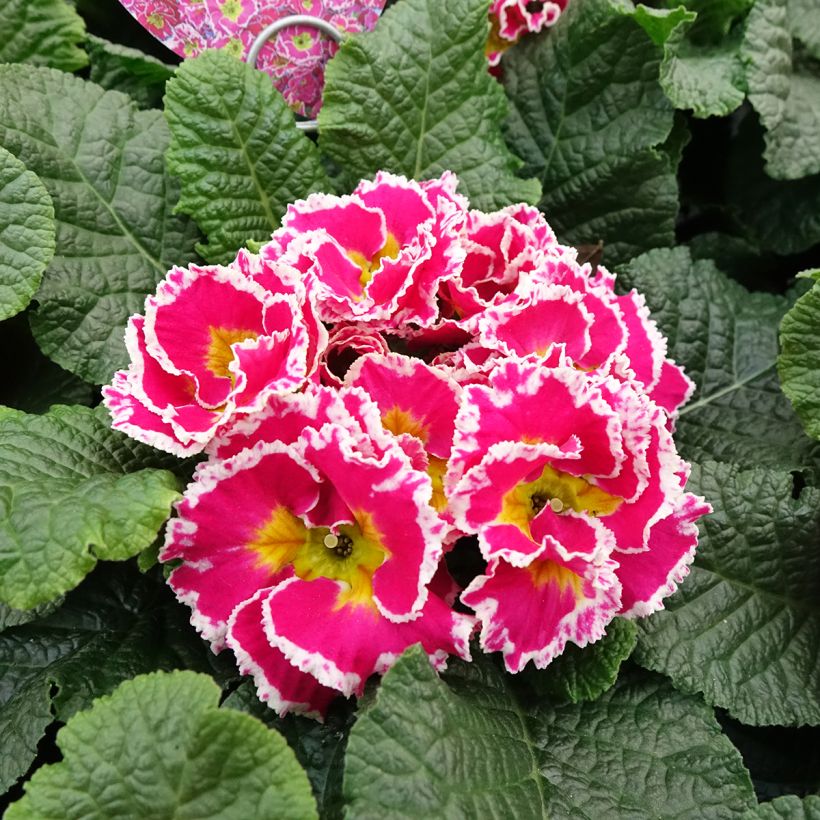 Primula vulgaris Sweetie (Floración)