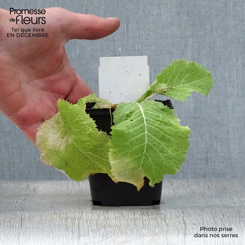 Primula japonica Alba Maceta de 8/9 cm Ejemplar entregado en invierno