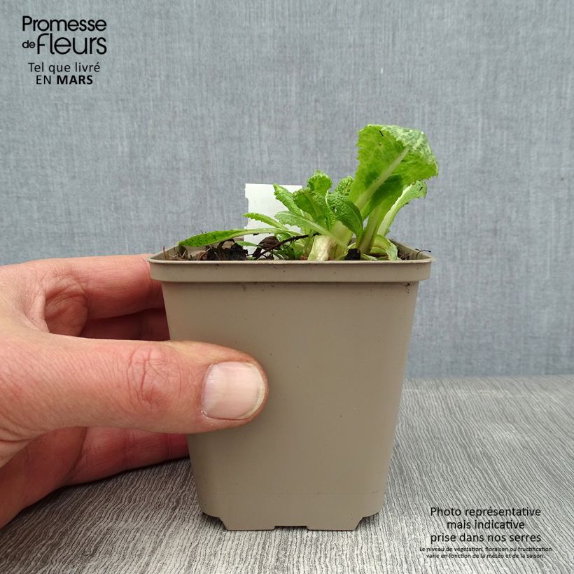 Primula pulverulenta Maceta de 8/9 cm Ejemplar entregado en invierno