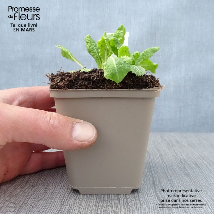 Primula pulverulenta Maceta de 8/9 cm Ejemplar entregado en la primavera