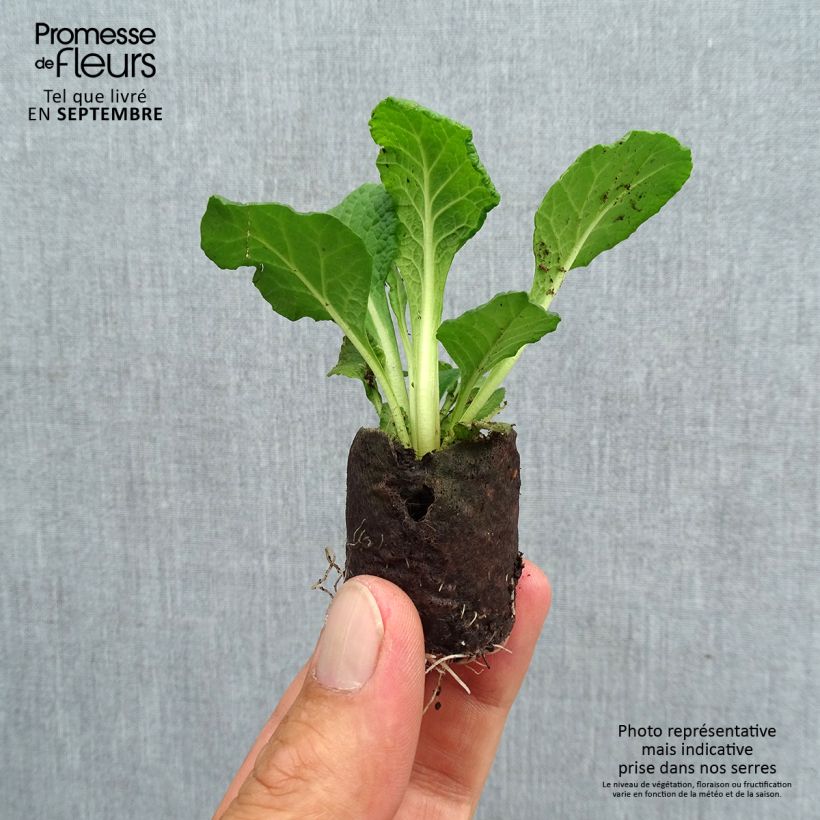 Ejemplar de Primula vulgaris Prima Belarina Carmen minicepellón: Ø 3/4 cm entregado en otoño