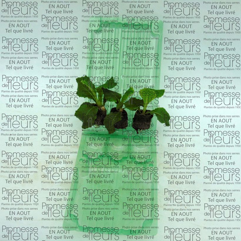 Ejemplo de ejemplar de Primula vulgaris Belarina Cobalt Blue minicepellón: Ø 3/4 cm tal y como se entrega