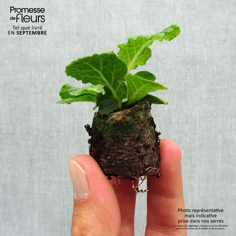 Ejemplar de Primula vulgaris Belarina Pink Champagne minicepellón: Ø 3/4 cm entregado en otoño