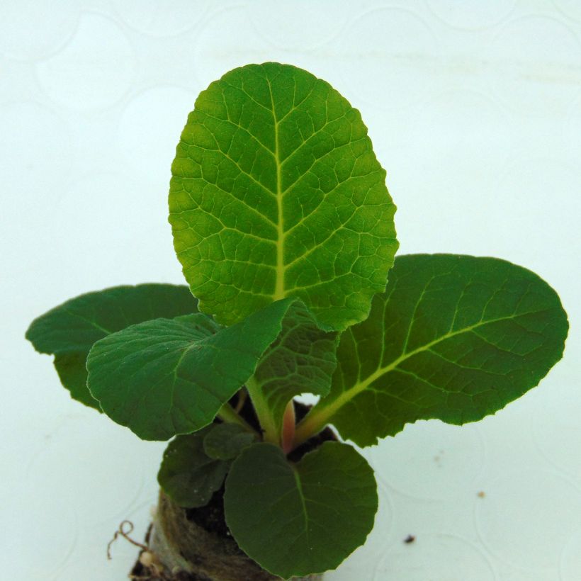 Primula vulgaris Belarina Valentine (Follaje)