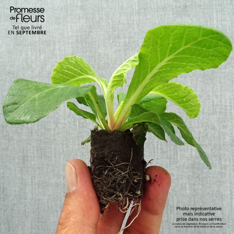 Ejemplar de Primula vulgaris Belarina Vanilla minicepellón: Ø 3/4 cm entregado en otoño