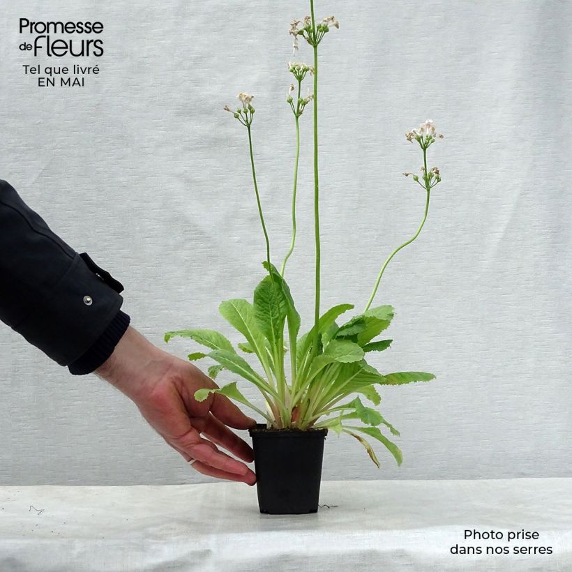 Primula japonica Apple Blossom Maceta de 8/9 cm Ejemplar entregado en la primavera