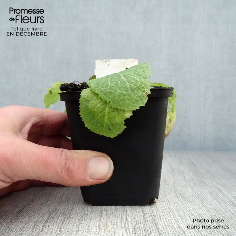 Primula japonica Apple Blossom Maceta de 8/9 cm Ejemplar entregado en invierno