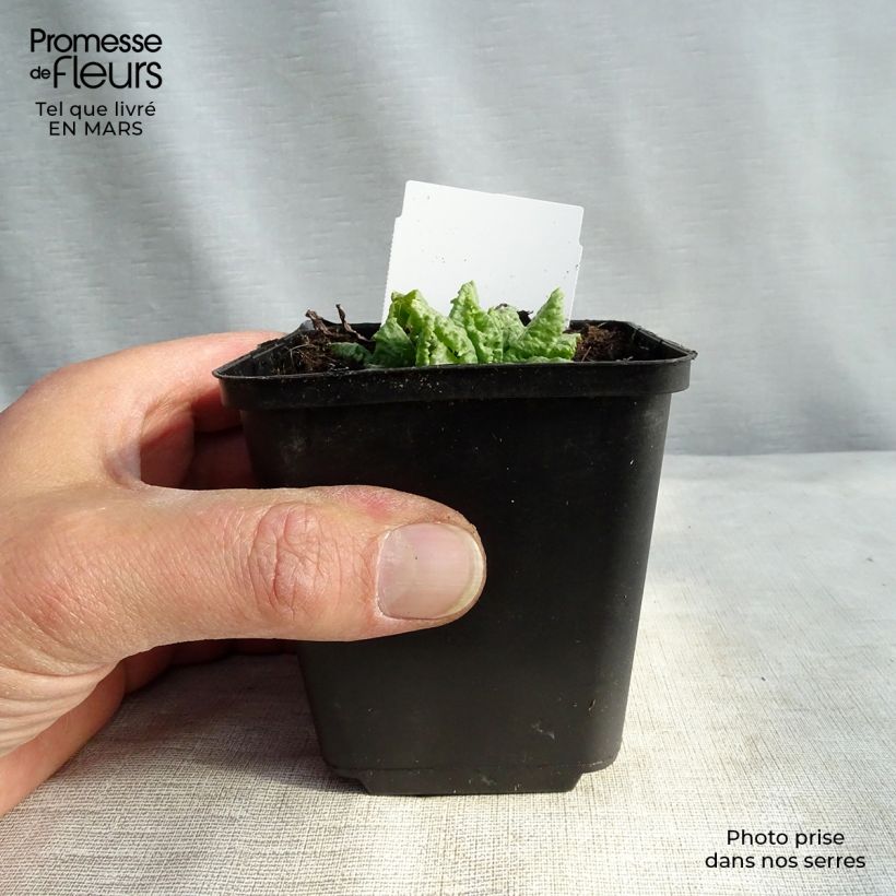 Primula japonica Millers Crimson Maceta de 8/9 cm Ejemplar entregado en la primavera