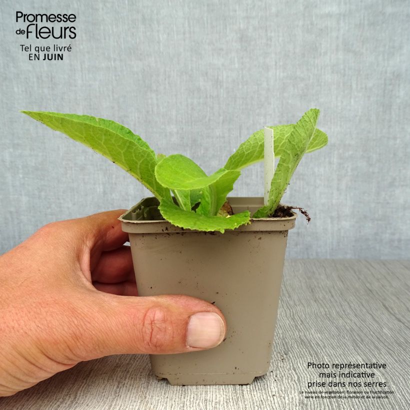 Ejemplar de Primula elatior double Rubens Maceta de 8/9 cm entregado en verano