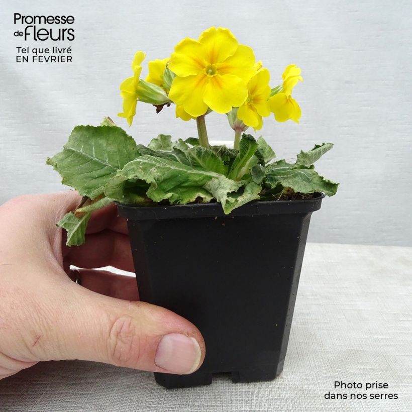 Primula elatior double Rubens Maceta de 8/9 cm Ejemplar entregado en invierno