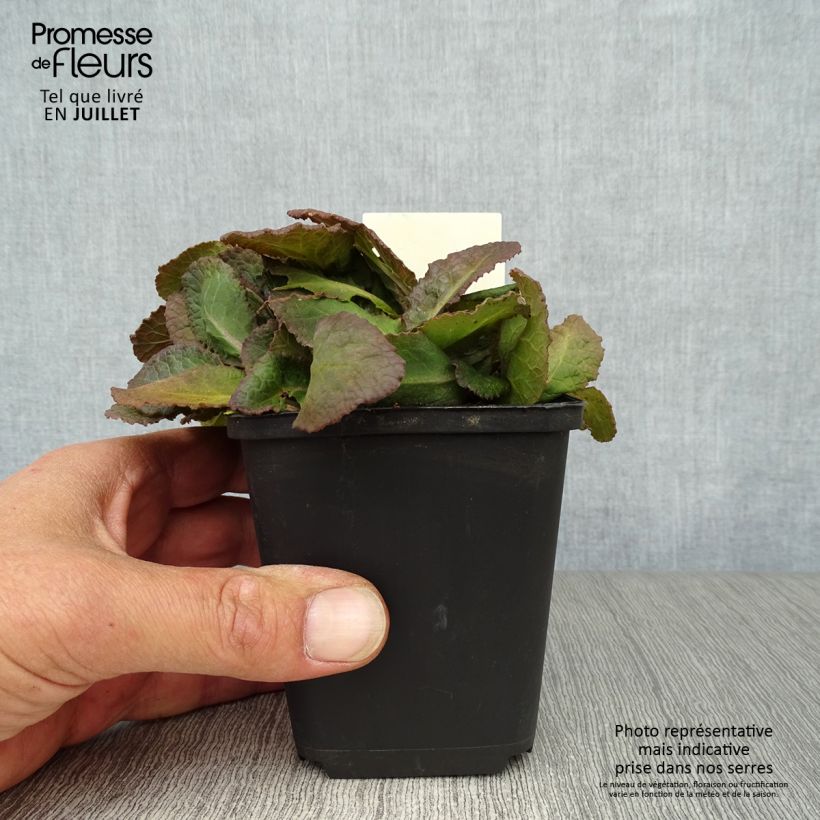 Ejemplar de Primula polyanthus Dark Rosaleen Maceta de 8/9 cm entregado en verano