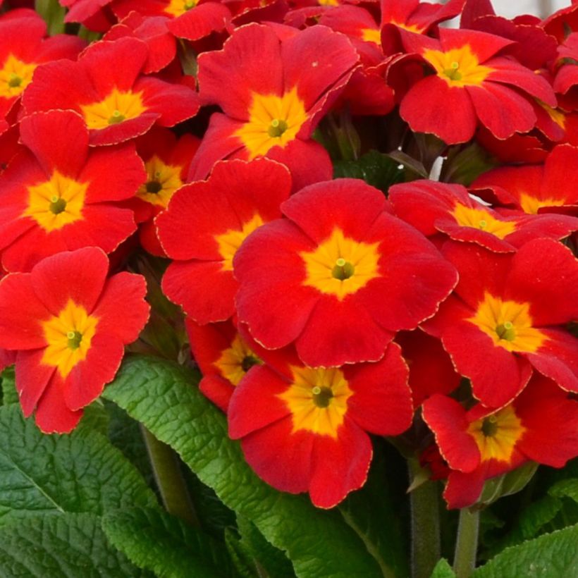 Primula elatior Colibri Red Shades (Floración)
