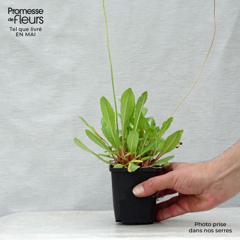 Primula rosea Grandiflora Maceta de 7/8 cm Ejemplar entregado en la primavera