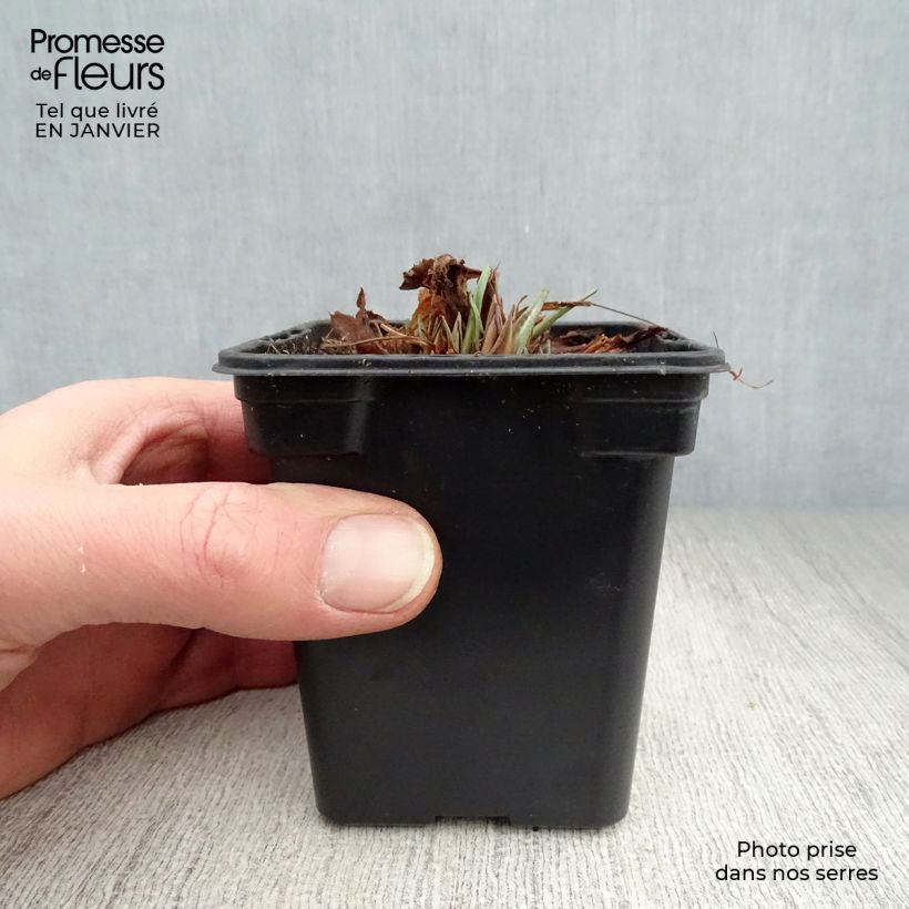 Primula rosea Grandiflora Maceta de 7/8 cm Ejemplar entregado en invierno