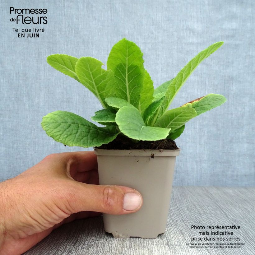 Ejemplar de Primula vulgaris Maceta de 8/9 cm entregado en verano