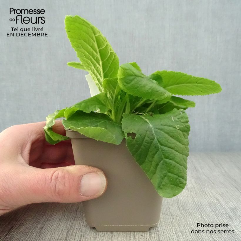 Primula vulgaris Maceta de 8/9 cm Ejemplar entregado en invierno