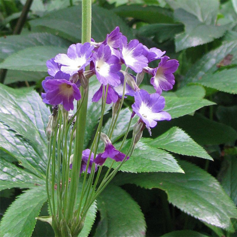 Primula alpicola var. violacea - Prímula (Floración)