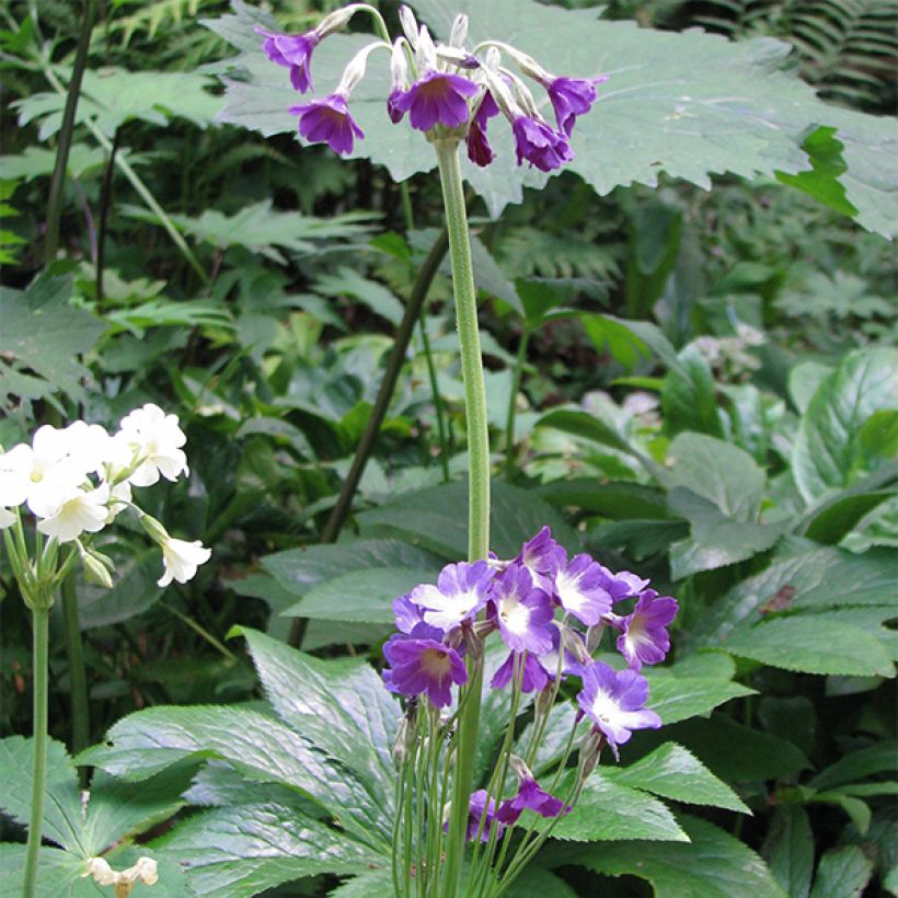 Primula alpicola var. violacea - Prímula (Porte)