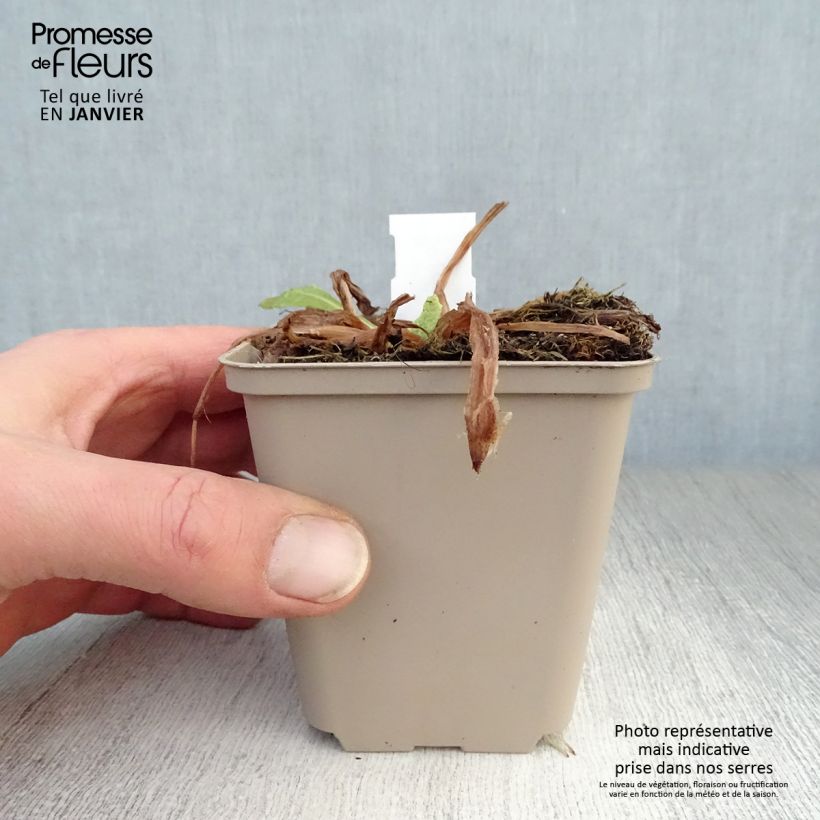 Primula beesiana Maceta de 8/9 cm Ejemplar entregado en invierno