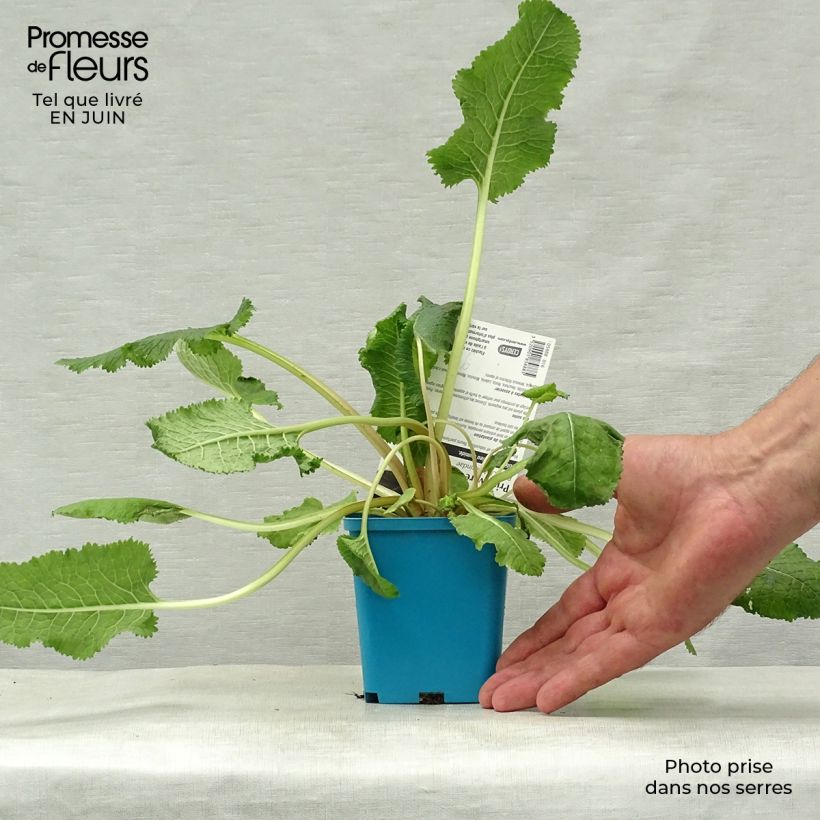 Ejemplar de Primula florindae Maceta de 8/9 cm entregado en verano