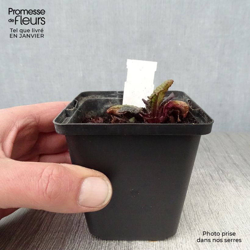 Primula juliae Wanda Maceta de 8/9 cm Ejemplar entregado en invierno