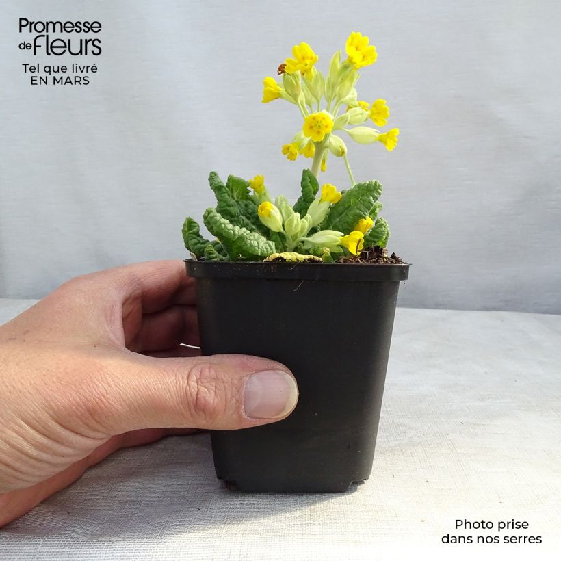 Primula veris Maceta de 8/9 cm Ejemplar entregado en invierno