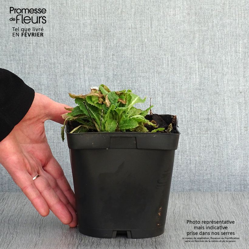 Primula veris Maceta 2L/3L Ejemplar entregado en invierno