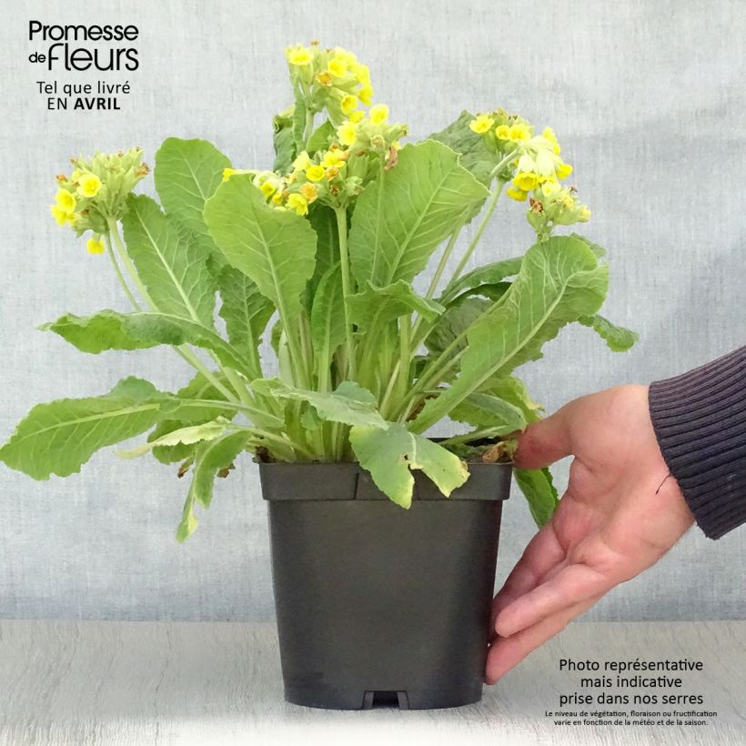 Primula veris Maceta 2L/3L Ejemplar entregado en la primavera