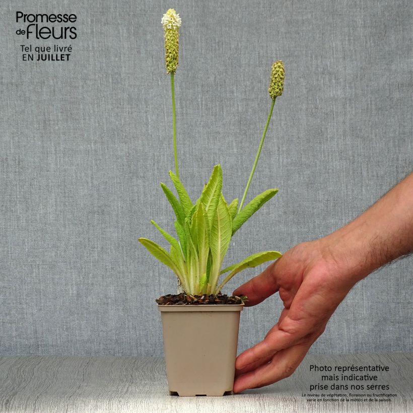 Ejemplar de Primula vialii Alison Holland Maceta de 8/9 cm entregado en verano