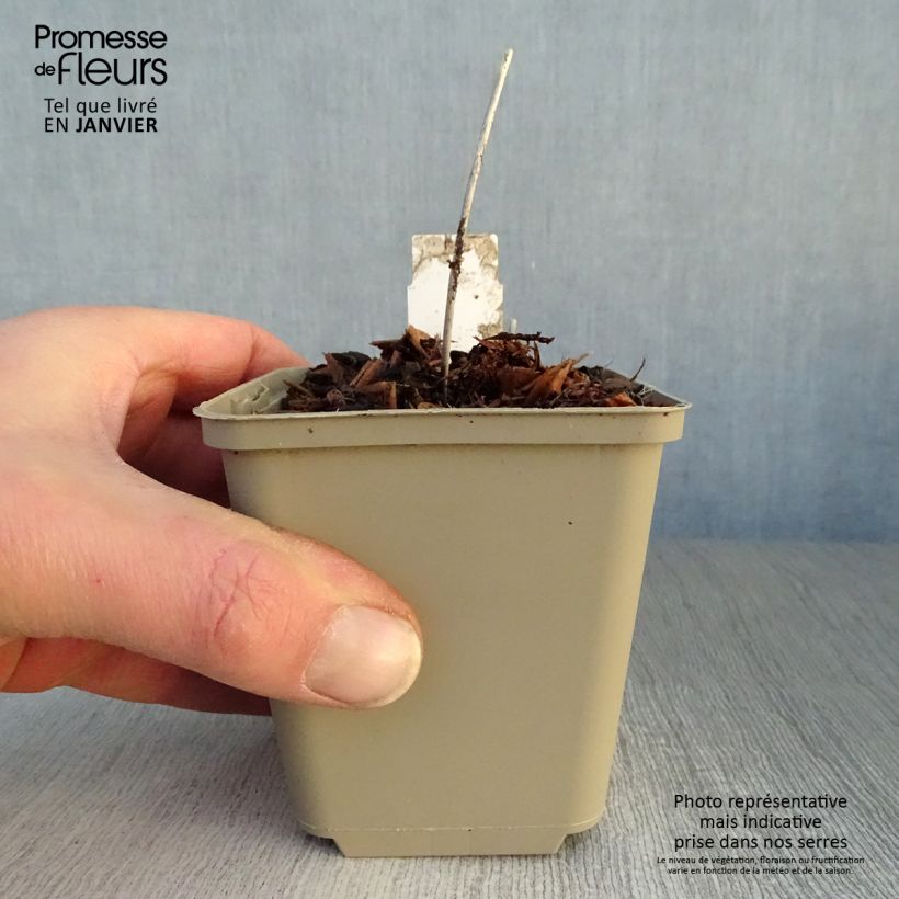 Primula vialii Alison Holland Maceta de 8/9 cm Ejemplar entregado en invierno