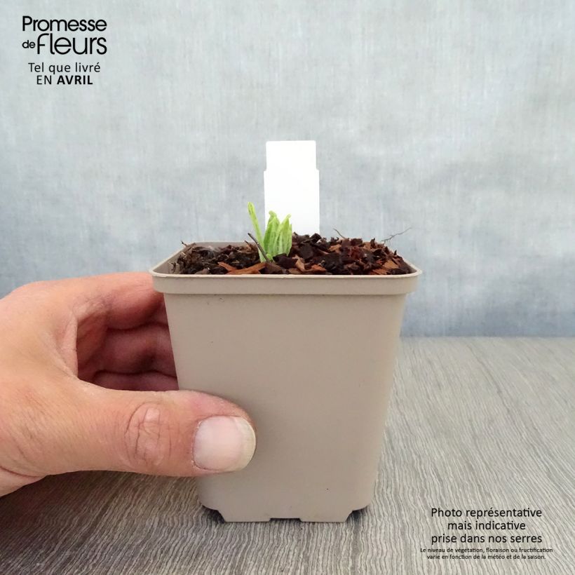 Primula vialii Alison Holland Maceta de 8/9 cm Ejemplar entregado en la primavera