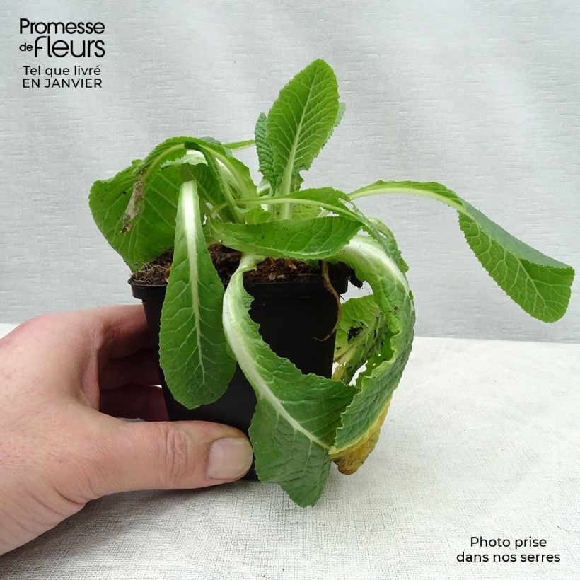 Primula vulgaris Francesca Maceta de 8/9 cm Ejemplar entregado en invierno