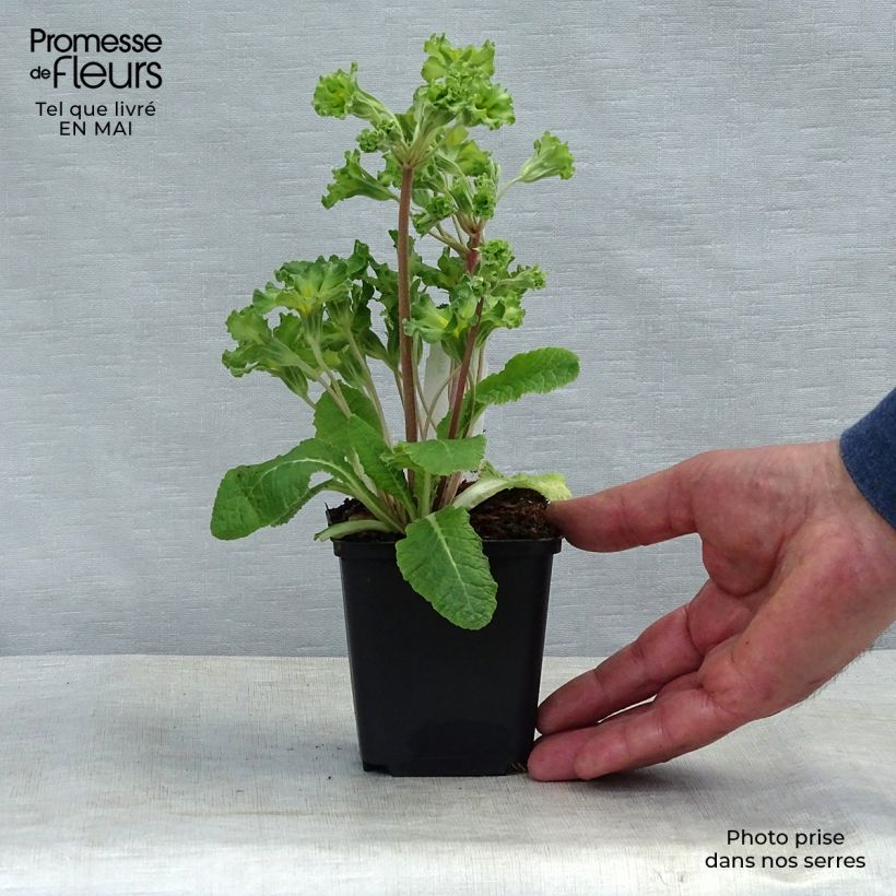 Primula vulgaris Francesca Maceta de 8/9 cm Ejemplar entregado en la primavera