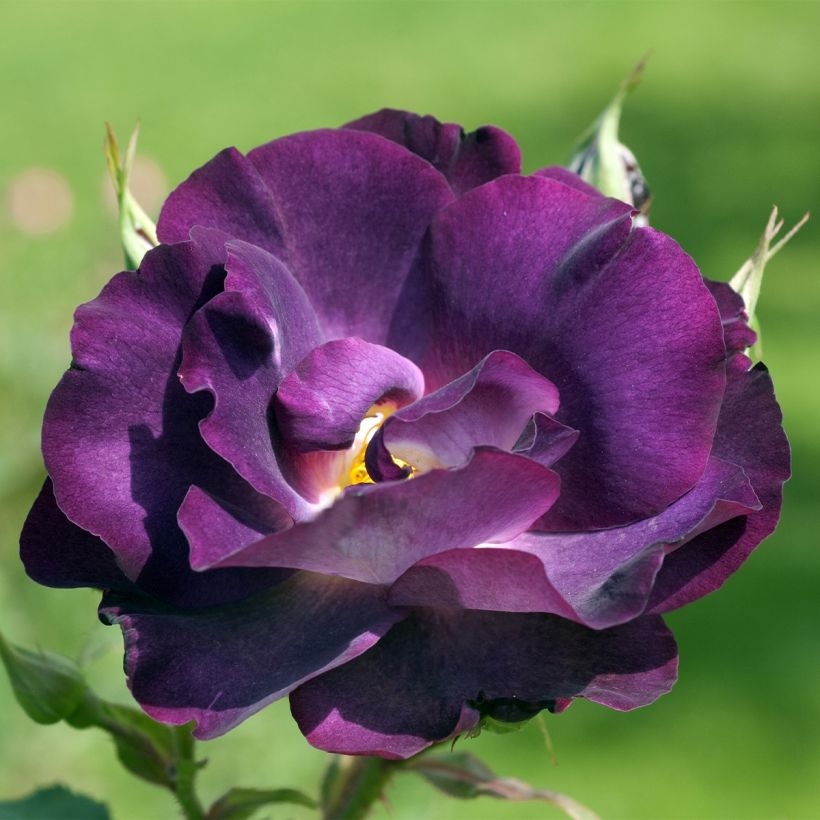 Rosal Princesse Sibilla de Luxembourg - Rosal trepador (Floración)