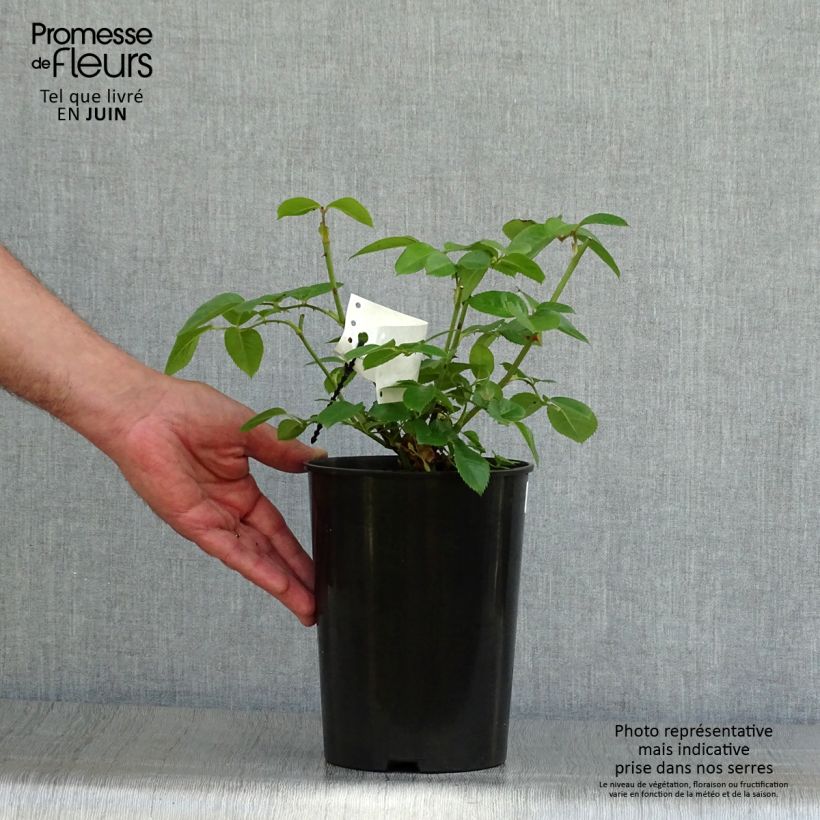 Ejemplar de Rosal Princesse de Galles Maceta 3L/4L entregado en verano