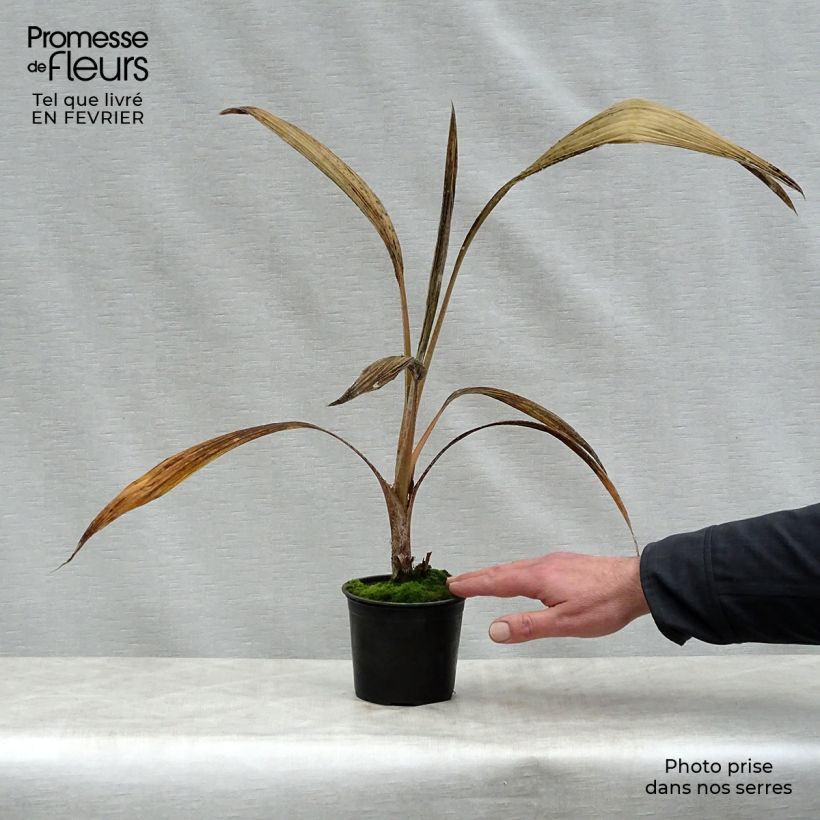 Pritchardia hillebrandii Blue Moon - Palmera Maceta de 12 cm / 13 cm Ejemplar entregado en invierno