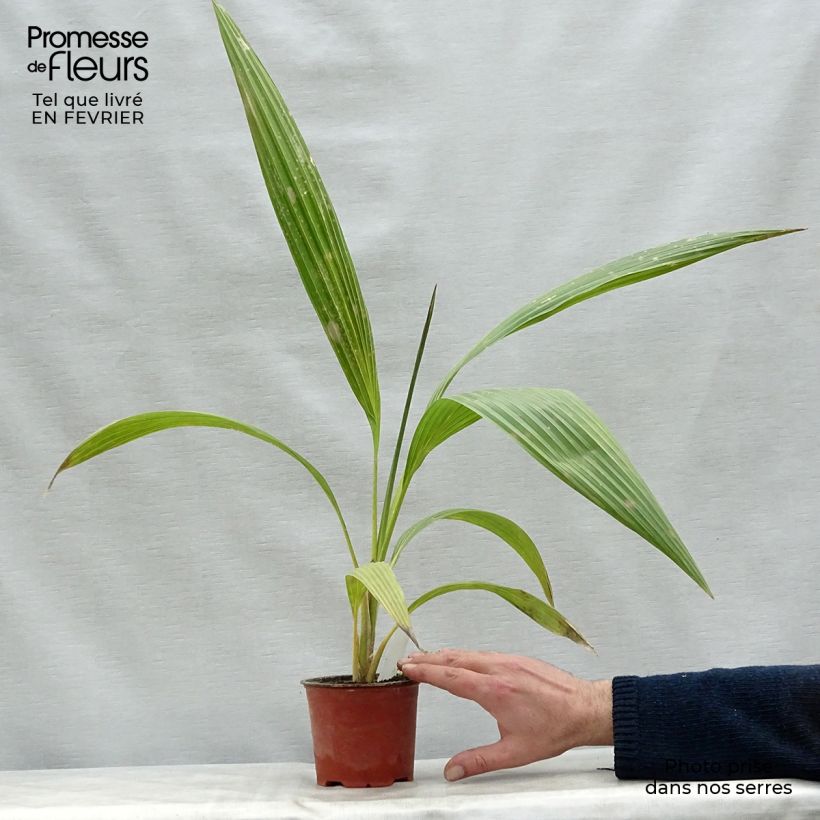 Pritchardia hillebrandii - Palmera Maceta de 12 cm / 13 cm Ejemplar entregado en invierno