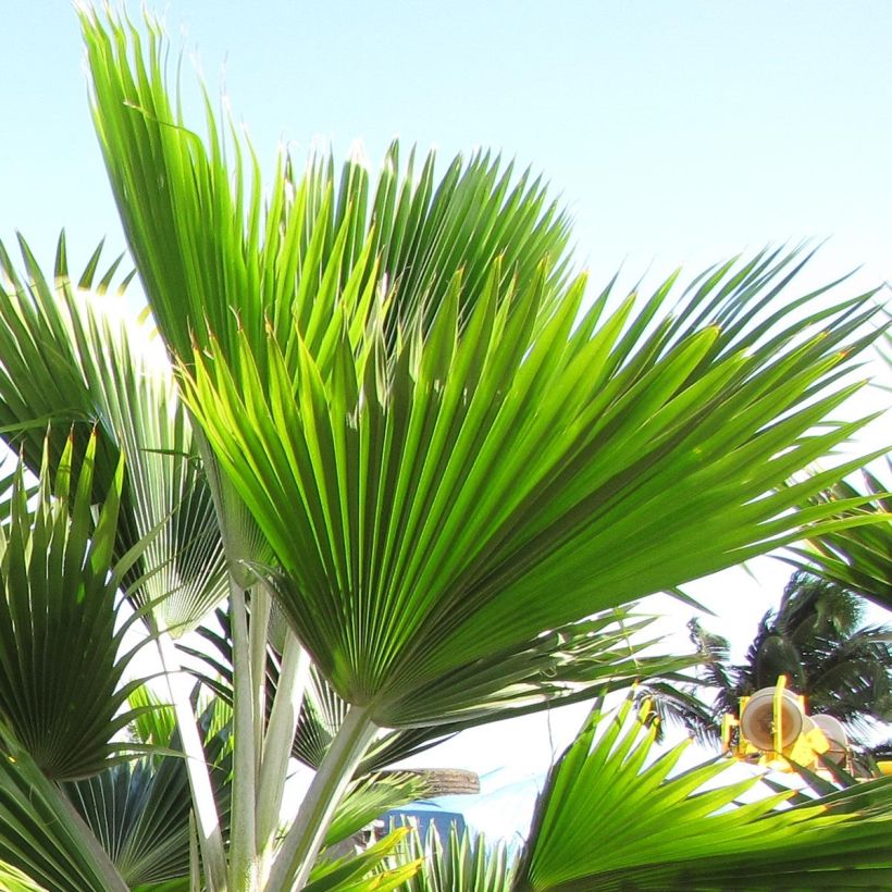Pritchardia thurstonii - Palmera (Follaje)