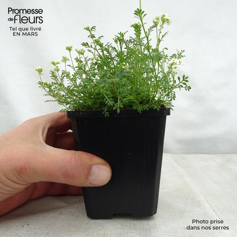 Hornungia alpina Maceta de 8/9 cm Ejemplar entregado en la primavera