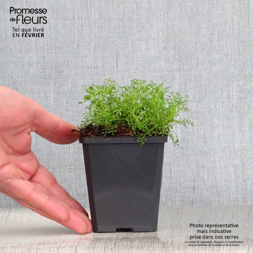 Hornungia alpina Maceta de 8/9 cm Ejemplar entregado en invierno