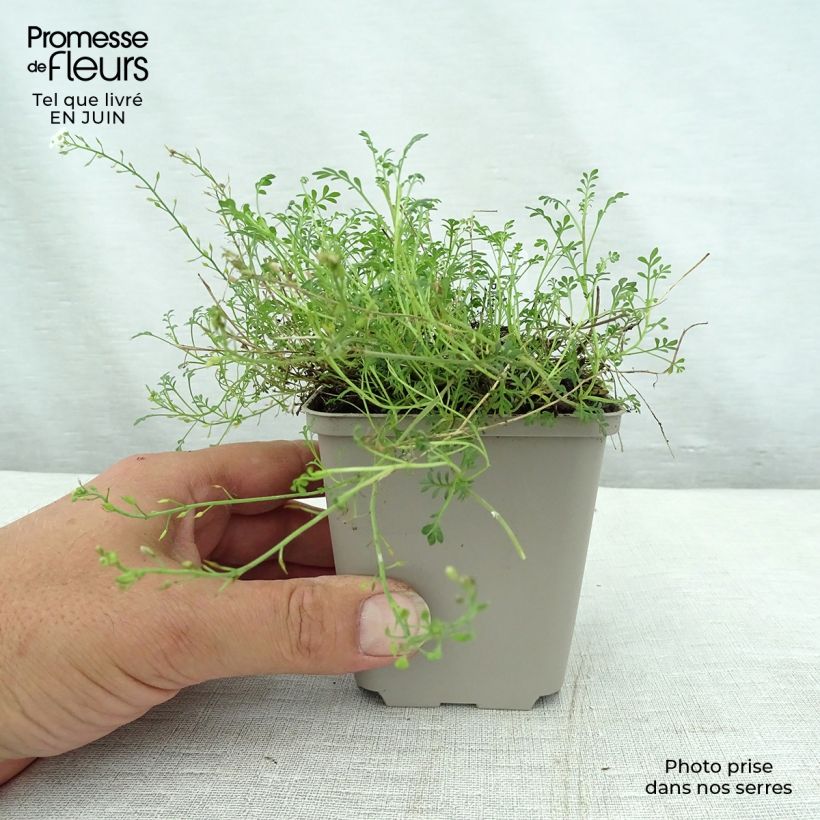 Ejemplar de Hornungia alpina Maceta de 8/9 cm entregado en verano