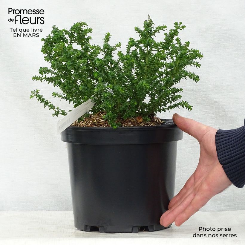 Prostanthera cuneata Maceta 2L/3L Ejemplar entregado en la primavera