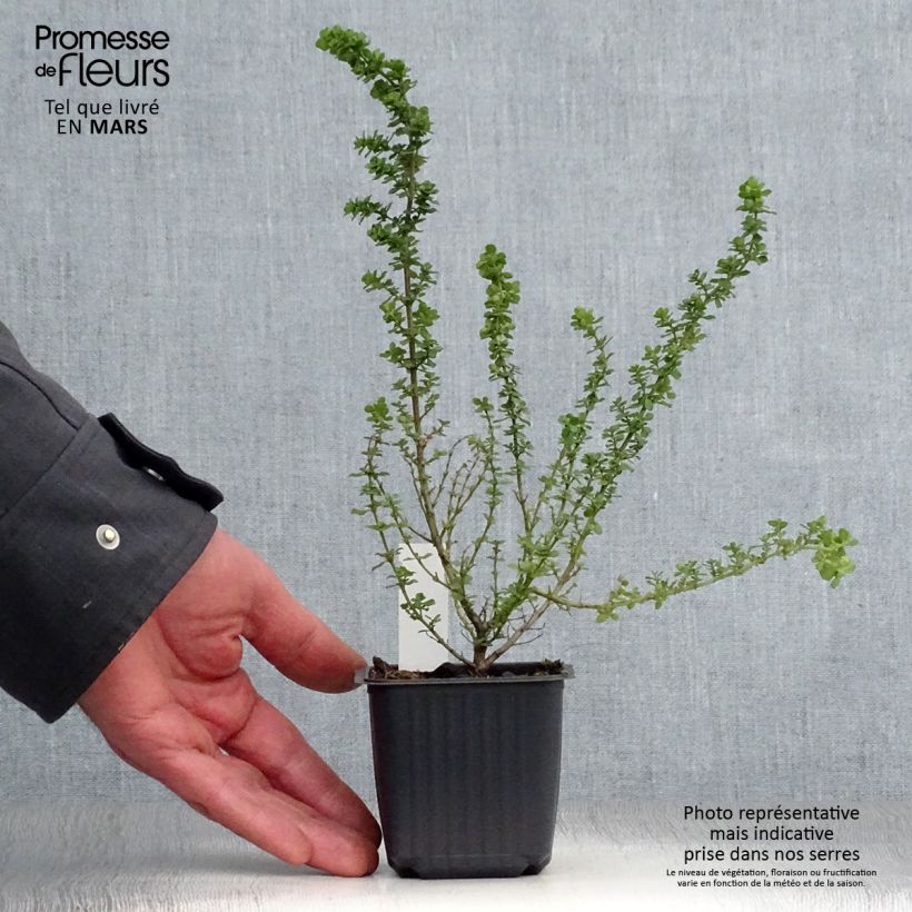 Prostanthera cuneata Maceta de 8/9 cm Ejemplar entregado en la primavera