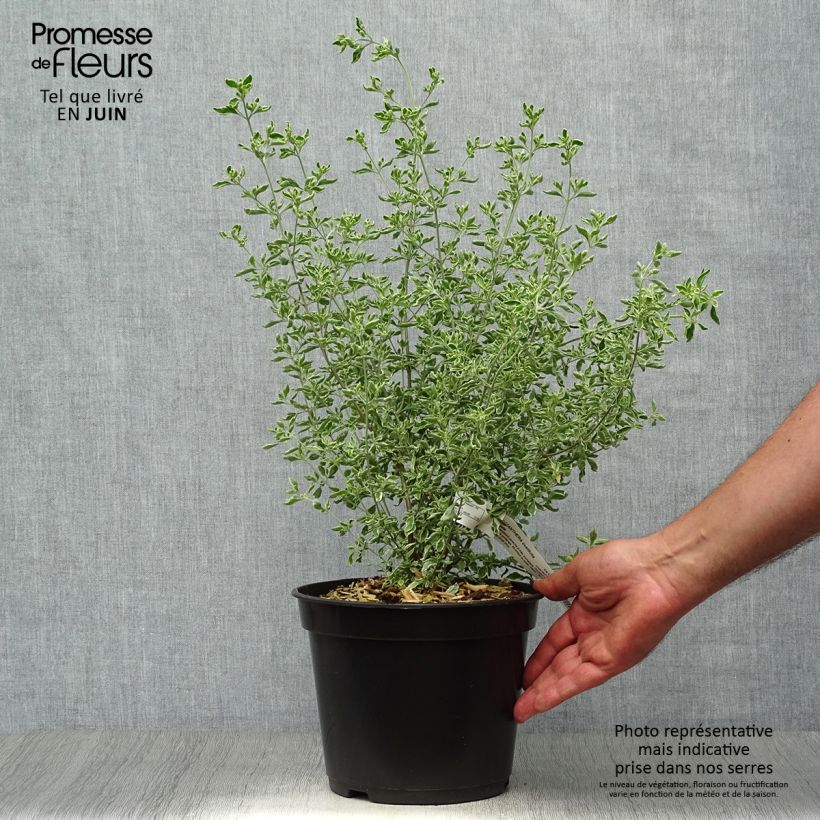 Ejemplar de Prostanthera ovalifolia Variegata Maceta 4L/5L entregado en verano