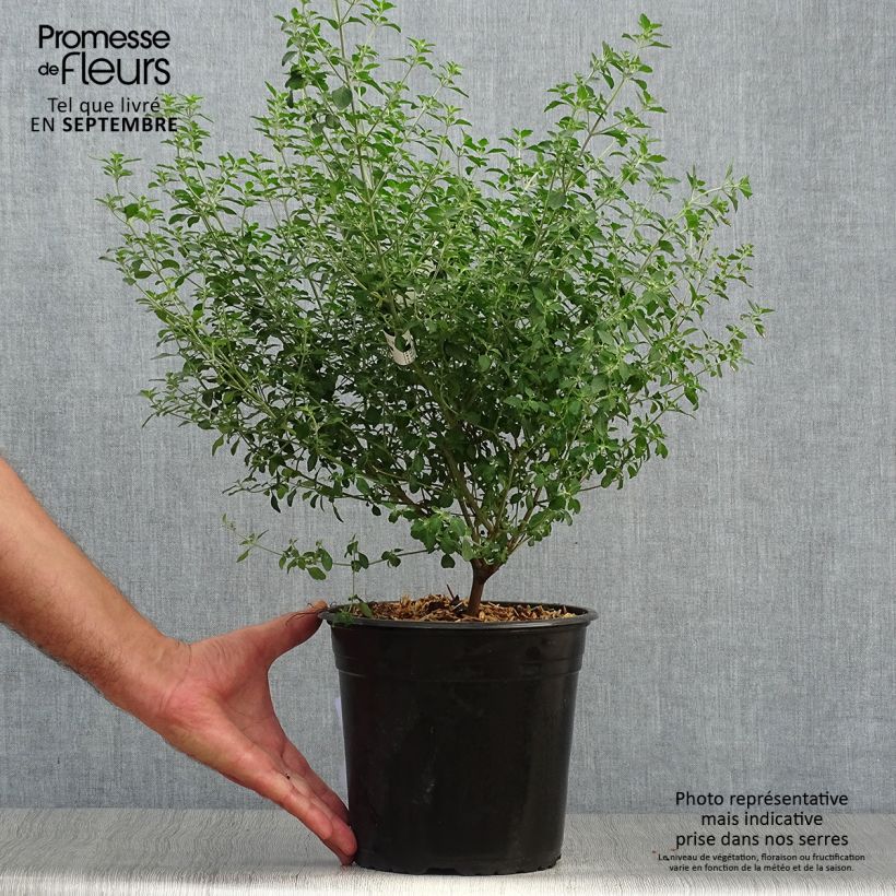 Ejemplar de Prostanthera rotundifolia Maceta 4L/5L entregado en otoño